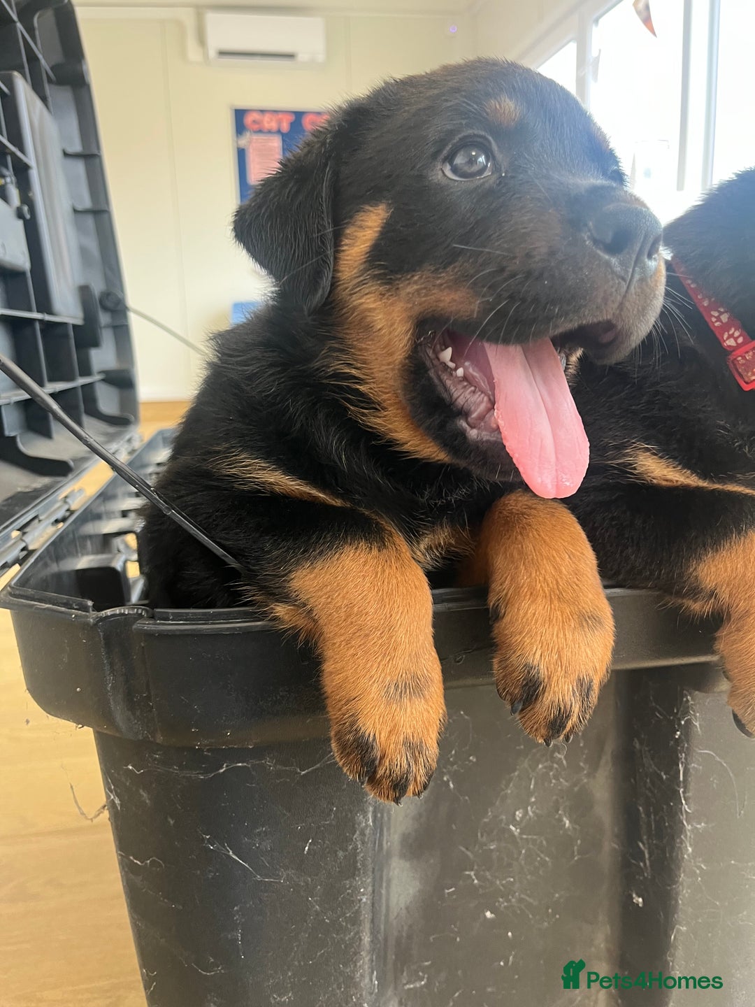 Rottweiler dogs for sale: X1 female rottweiler puppy left! 8 weeks old today in Evesham - Image 5