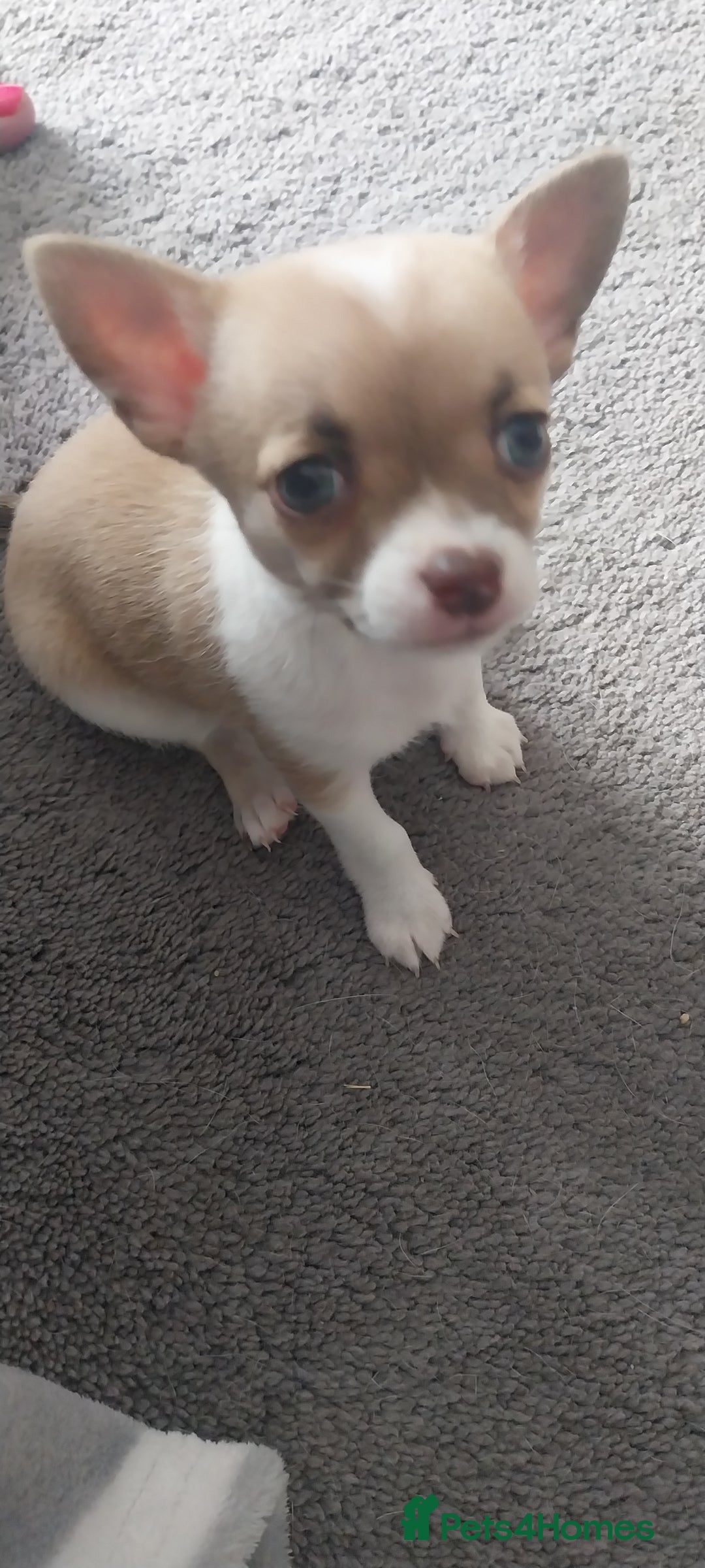 Chihuahua dogs for sale: Boy & girl chihuahua puppies  - Image 5