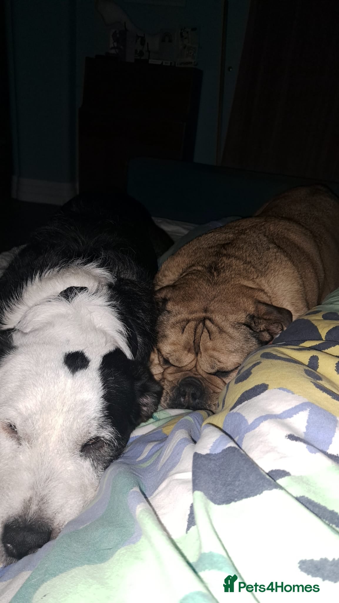 Mixed Breed dogs for sale: 2 yr old female Bulldog/Old English Sheepdog Mix - Advert 15