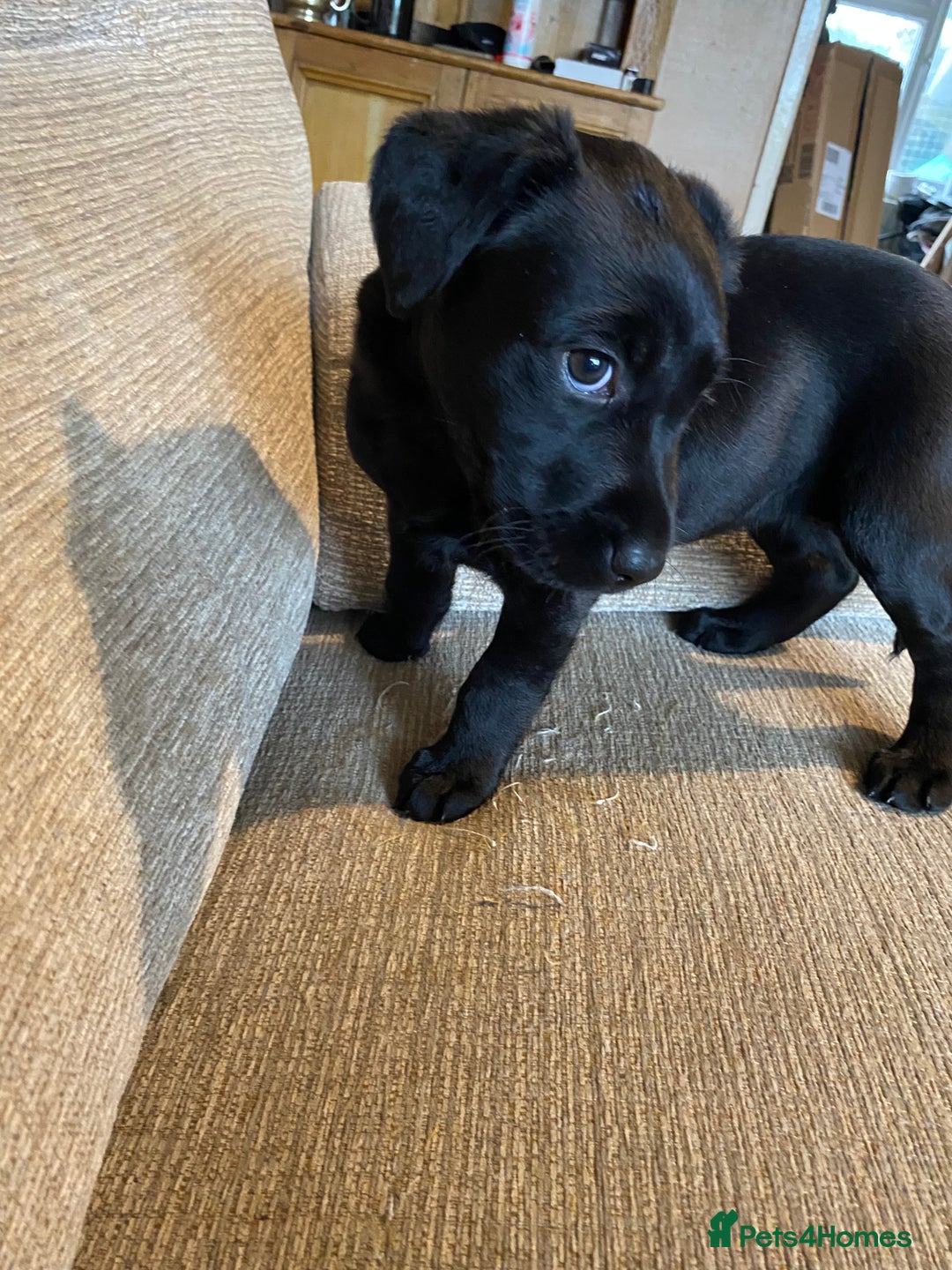 Labrador Retriever dogs for sale: Black Labrador bitch puppy  - Image 4