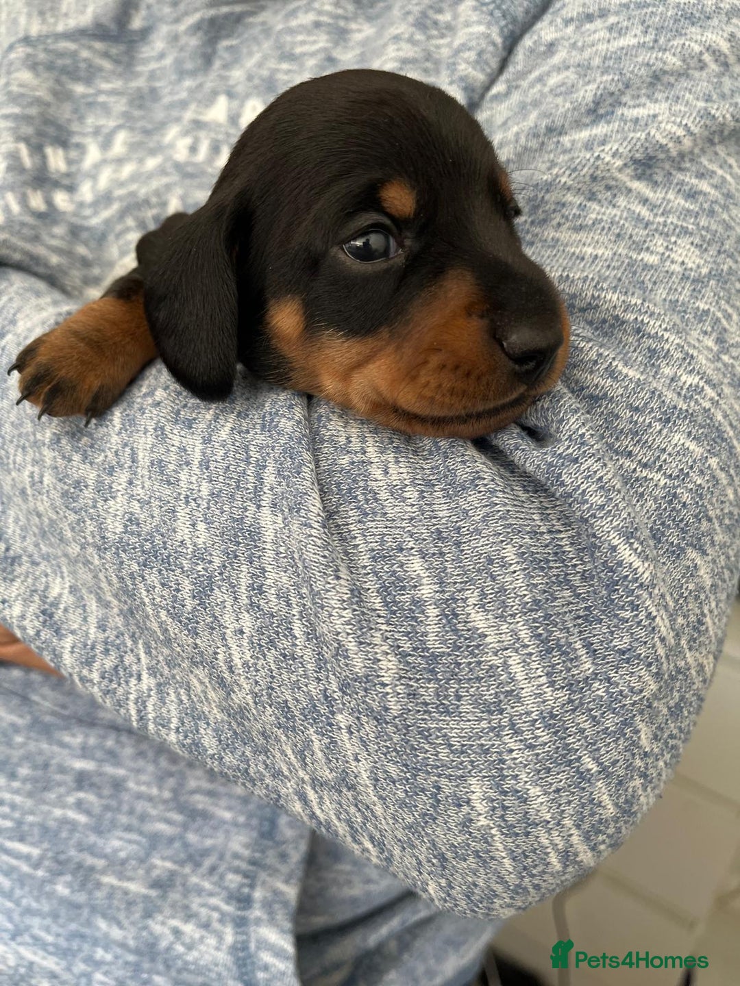 Miniature Dachshund dogs for sale: Beautiful black & tan miniature Dachshund puppies - Image 29