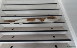 British Longhair cats for sale: Bean is looking for a new home  - Image 2