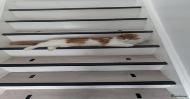 British Longhair cats - Advert 9
