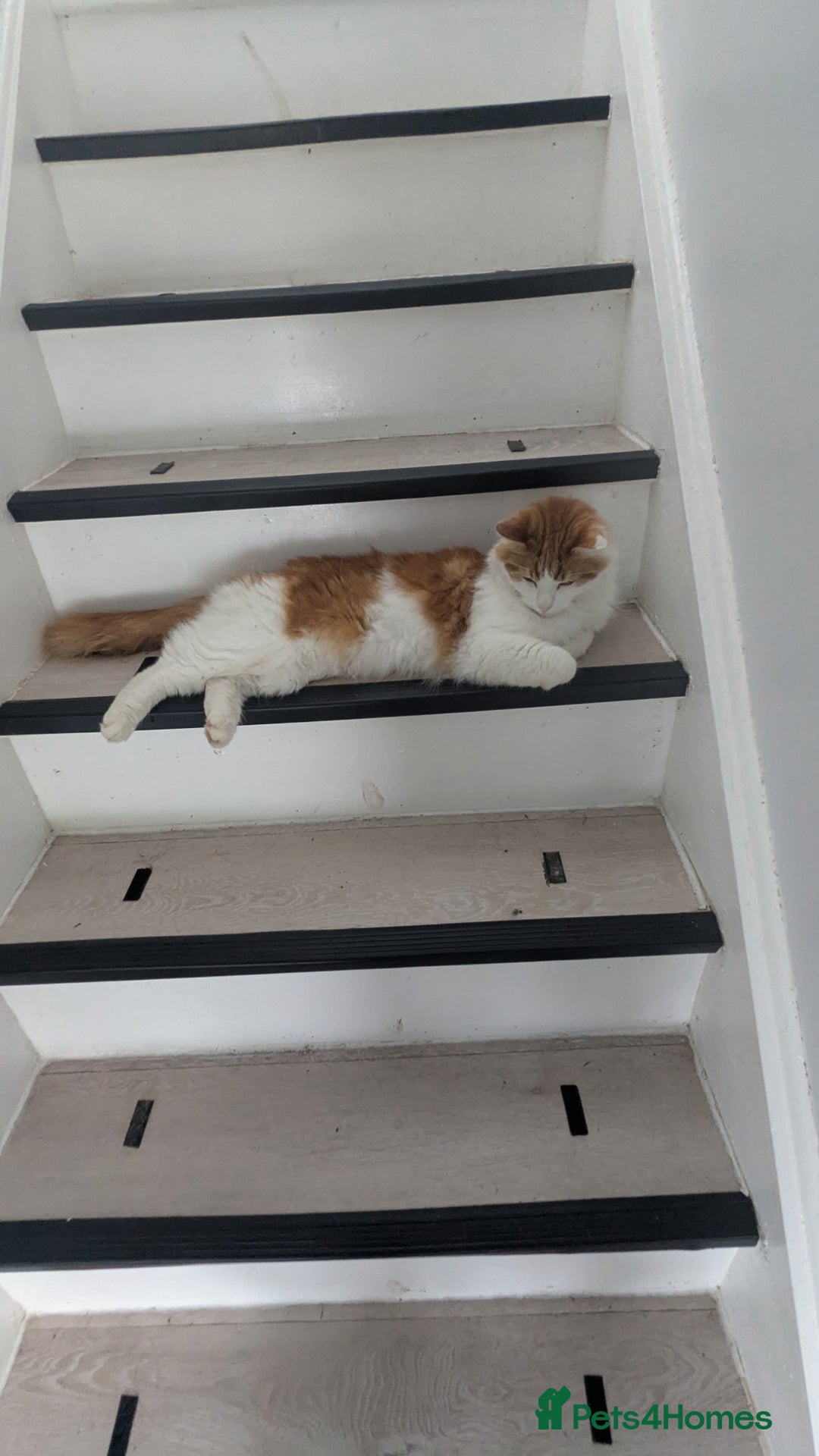 British Longhair cats for sale: Bean is looking for a new home  - Image 2