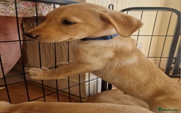 Labrador Retriever dogs for sale: ❗️REDUCED REDUCED READY TO GO❗️5 AVAILABLE in Cwmbran - Image 36