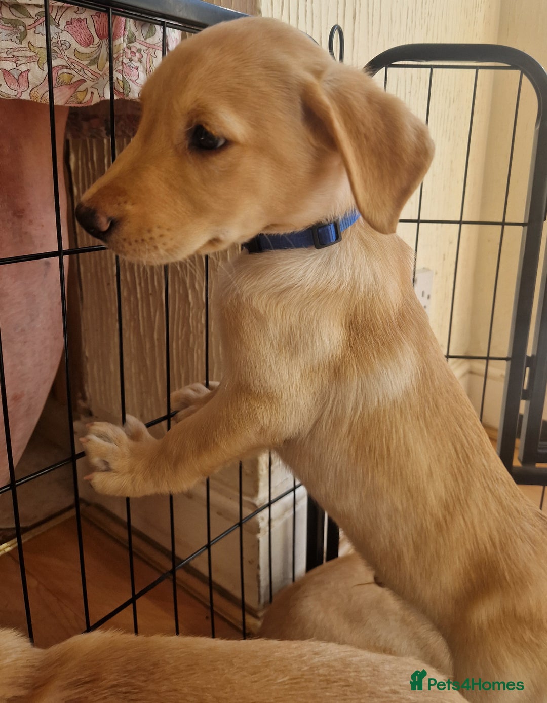 Labrador Retriever dogs for sale: ❗️REDUCED REDUCED READY TO GO❗️5 AVAILABLE in Cwmbran - Image 36