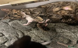 British Shorthair cats for sale: 8 weeks and 9 weeks - Image 3