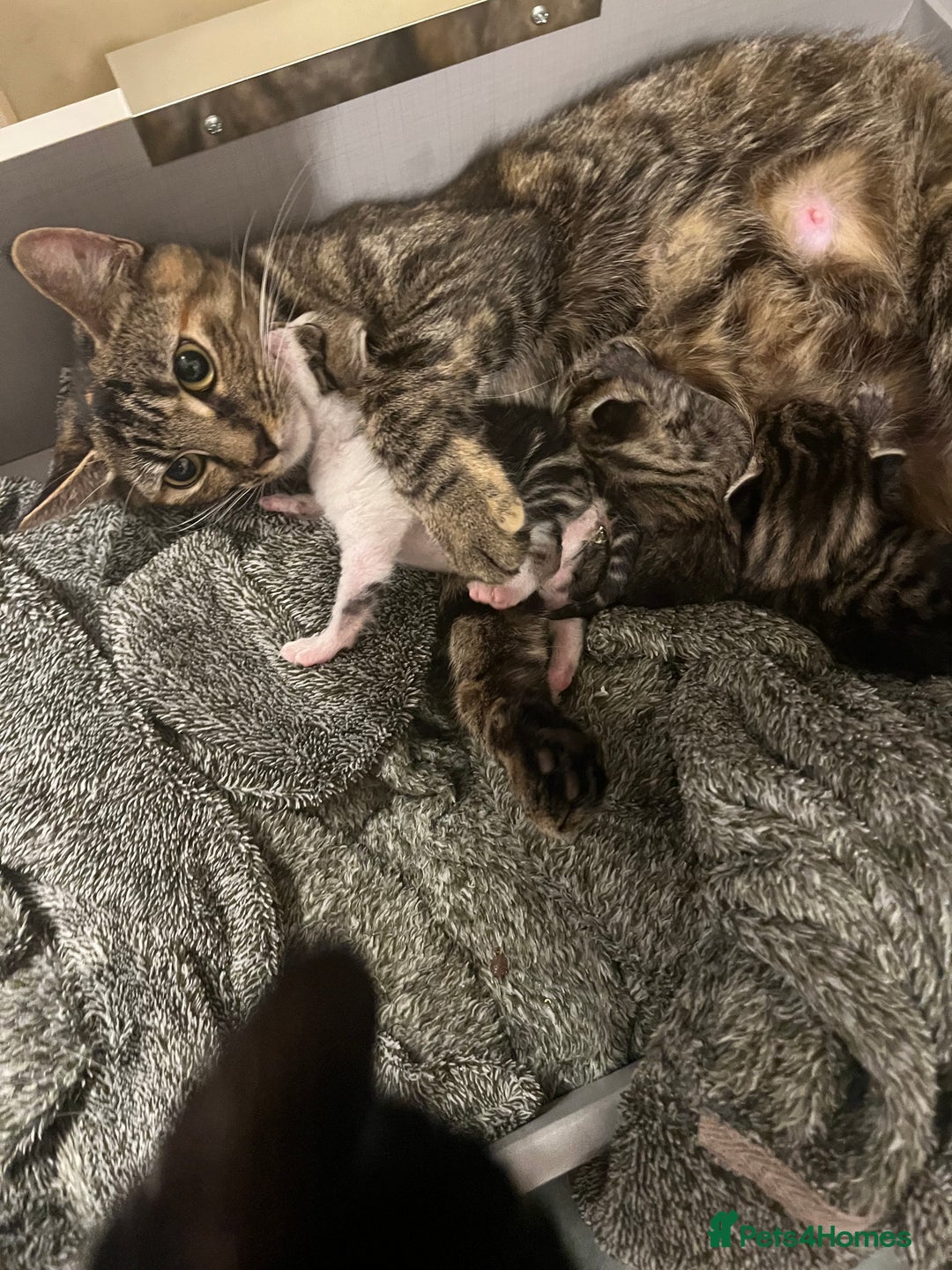 British Shorthair cats for sale: 8 weeks and 9 weeks - Image 3