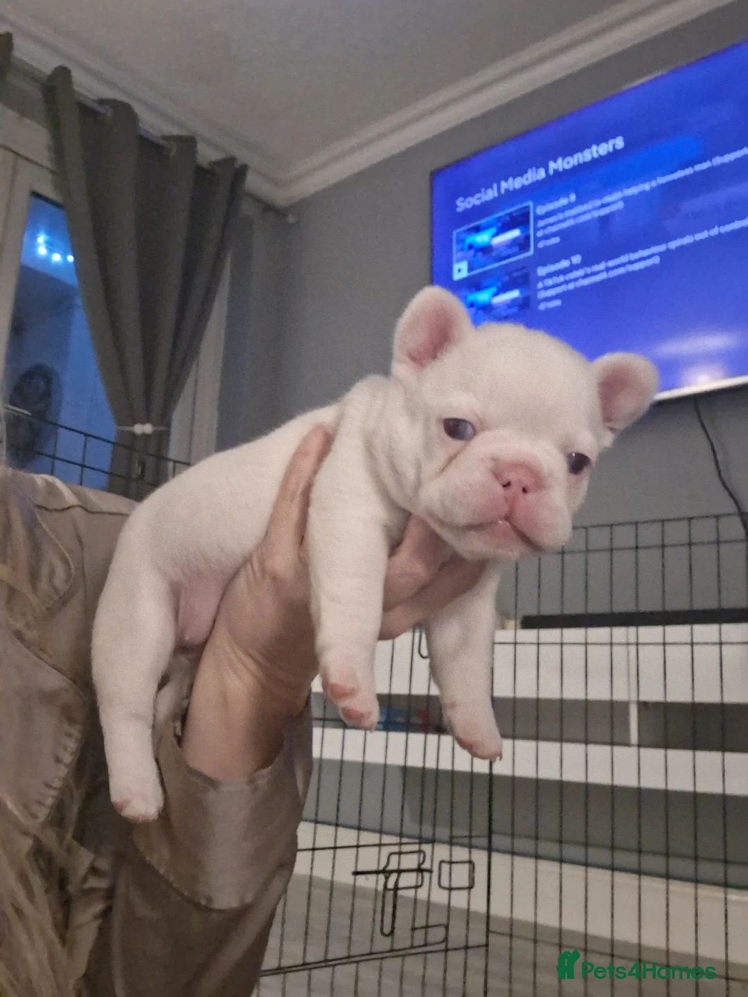 French Bulldog dogs for sale: Frenchie pups in Tilbury - Advert 10