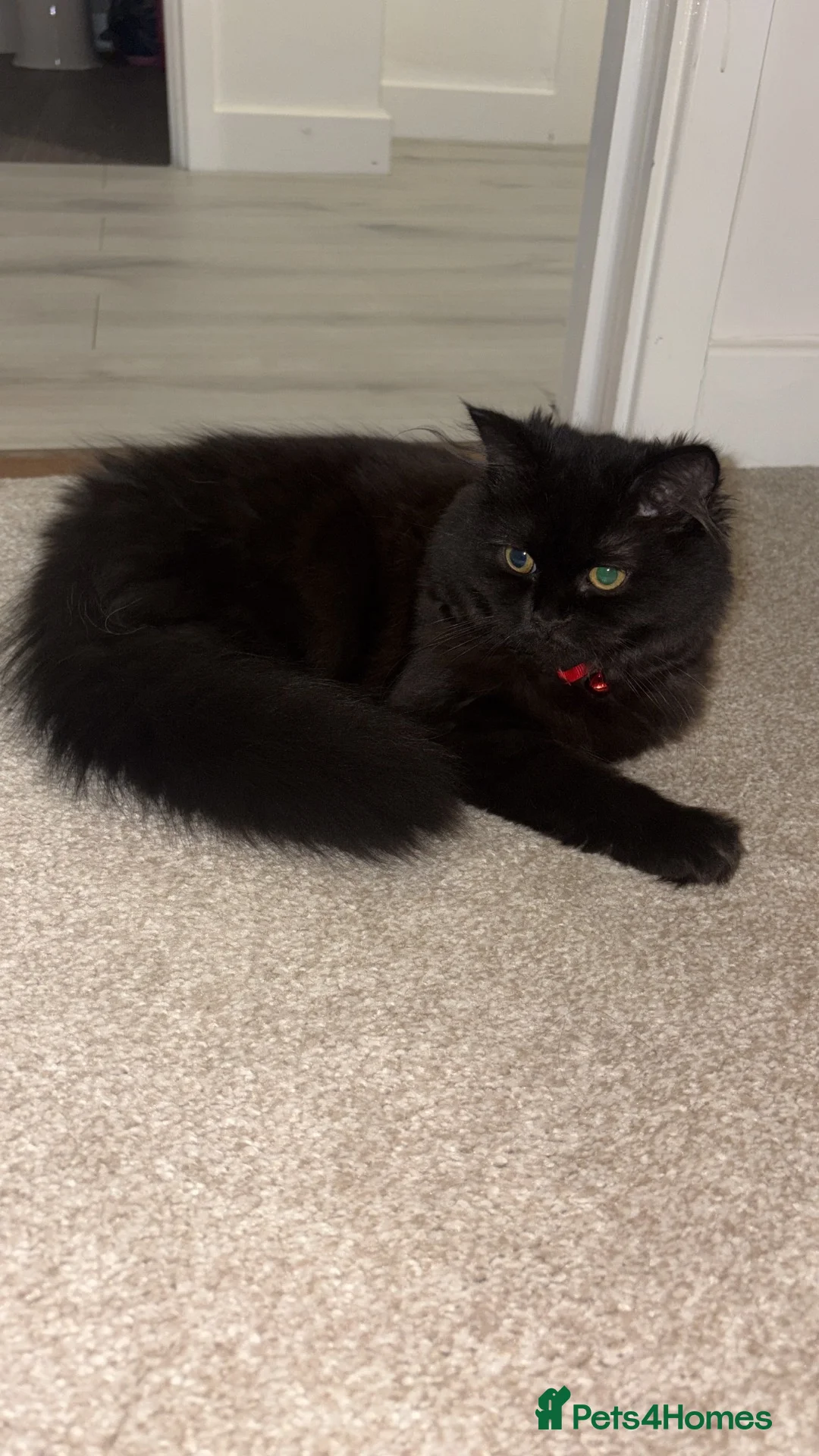 Mixed Breed cats for sale: Persian cross female kitten  in Milton Keynes - Advert 4