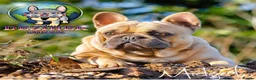 French Bulldog dogs for stud: French Bulldog Stud 🔥 The Next Generation - Advert 12