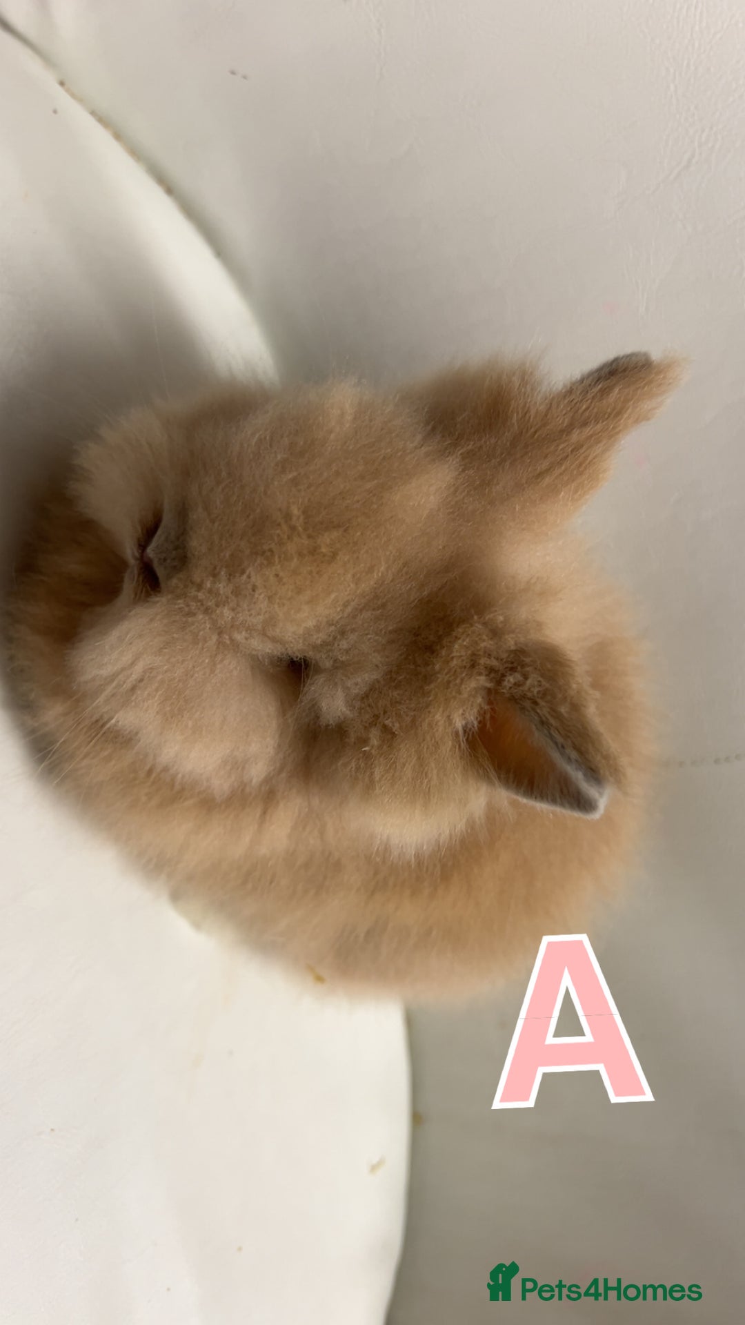 Lionhead rabbits for sale: Adorable Curious Lionhead Rabbits – 3 Months Old - Advert 3