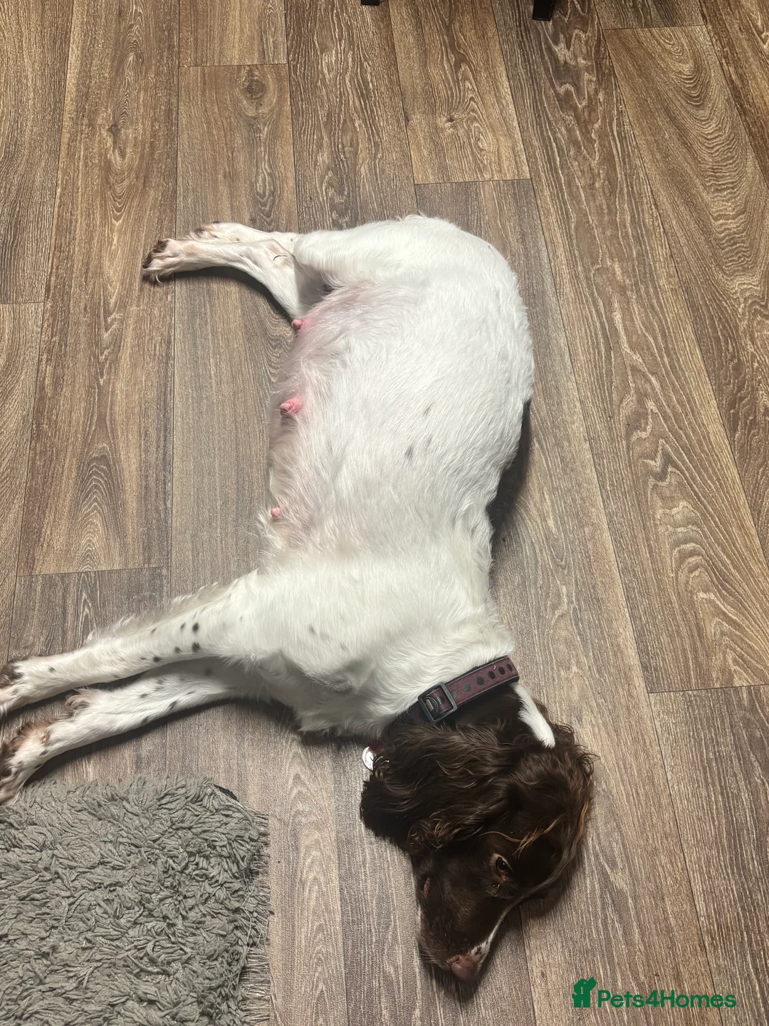 English Springer Spaniel dogs for sale: English springer spaniel puppies - Advert 13