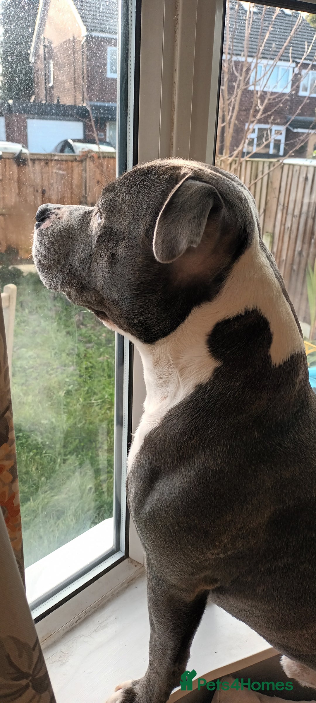 Staffordshire Bull Terrier dogs for stud: 'Blu' our handsome boy looking to Stud - Advert 3