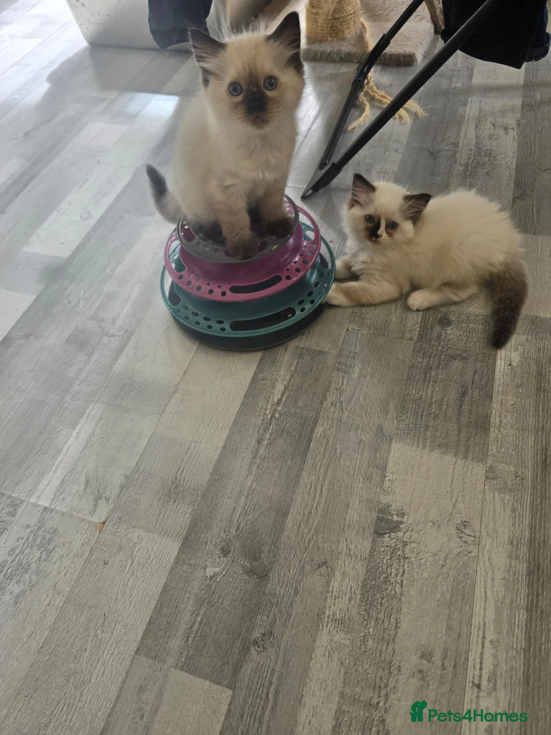 Ragdoll cats for sale: 1 boy and 2 Ragdoll girls are available  - Advert 26