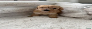 Cockapoo 7