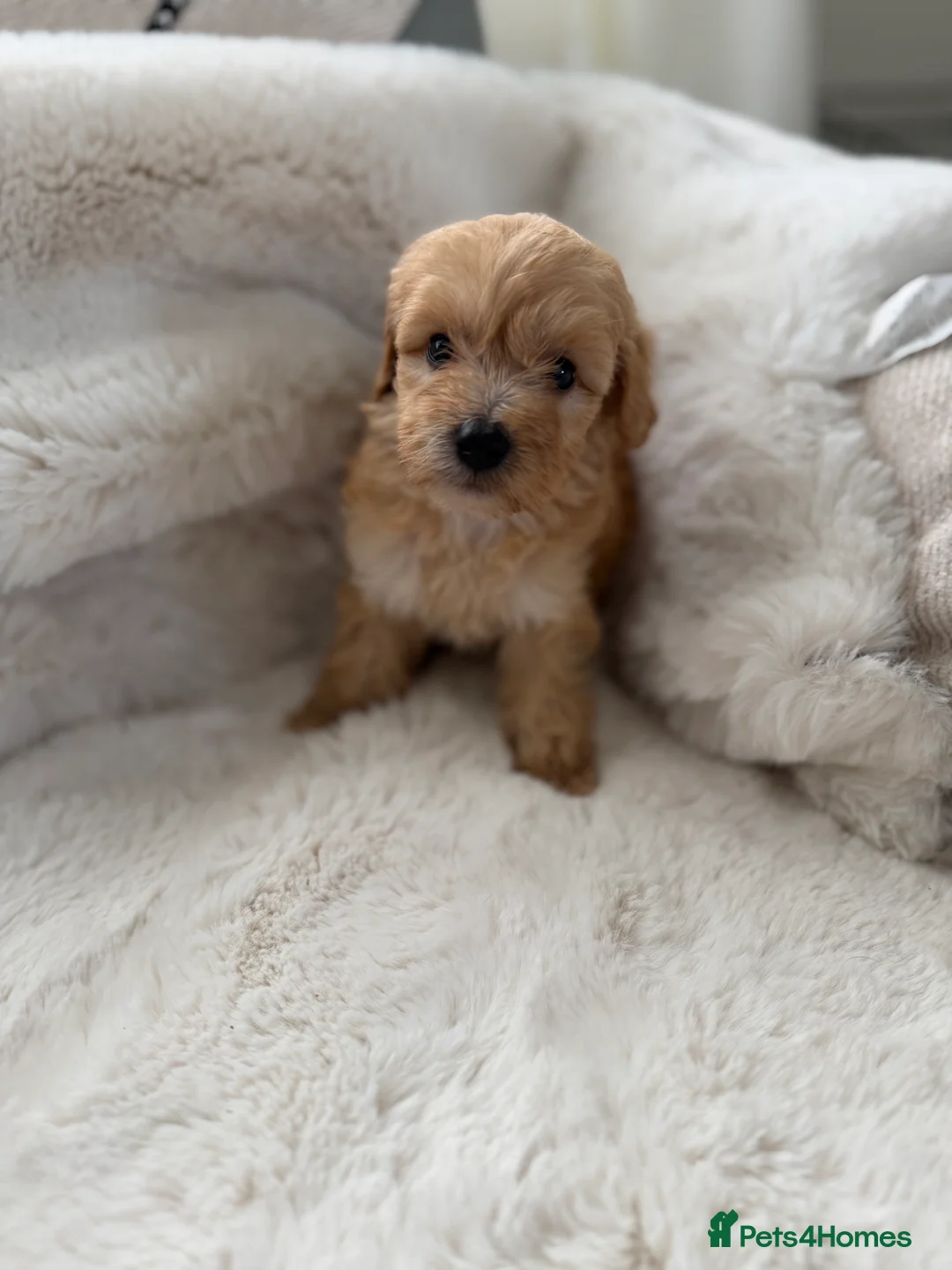 Cockapoo dogs for sale: Cockapoo F2 Puppies - Advert 2