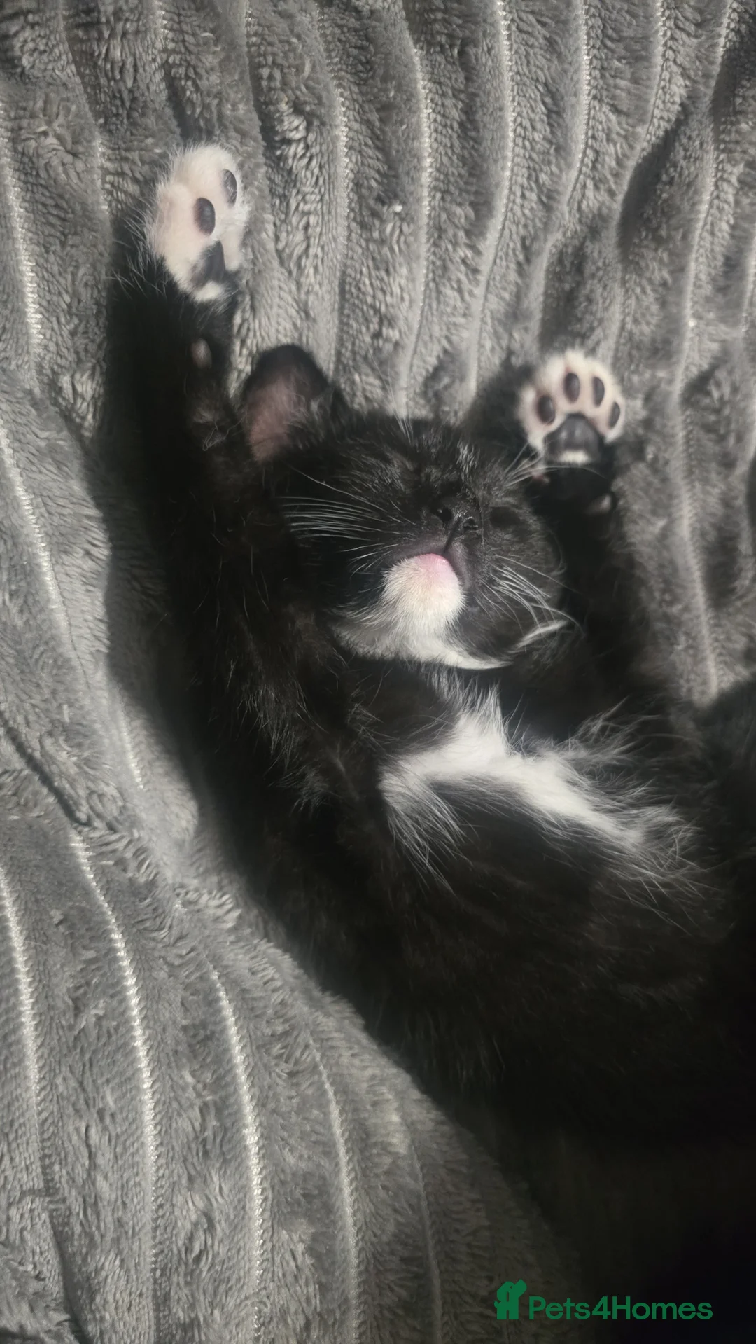 Mixed Breed cats for sale: Adorable Kittens (tri colour/ginger/tuxedo) Ready in Sheffield - Advert 12