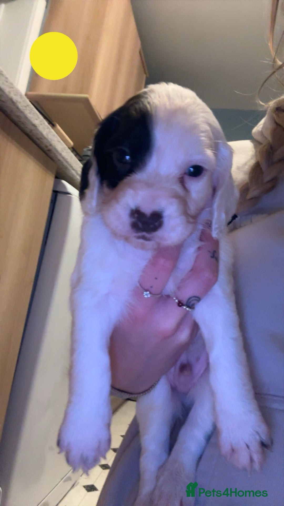 Sprocker dogs for sale: Sprocker Puppies - For Sale - Advert 1