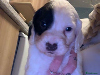 Sprocker dogs Sprocker Puppies - For Sale - Advert 11