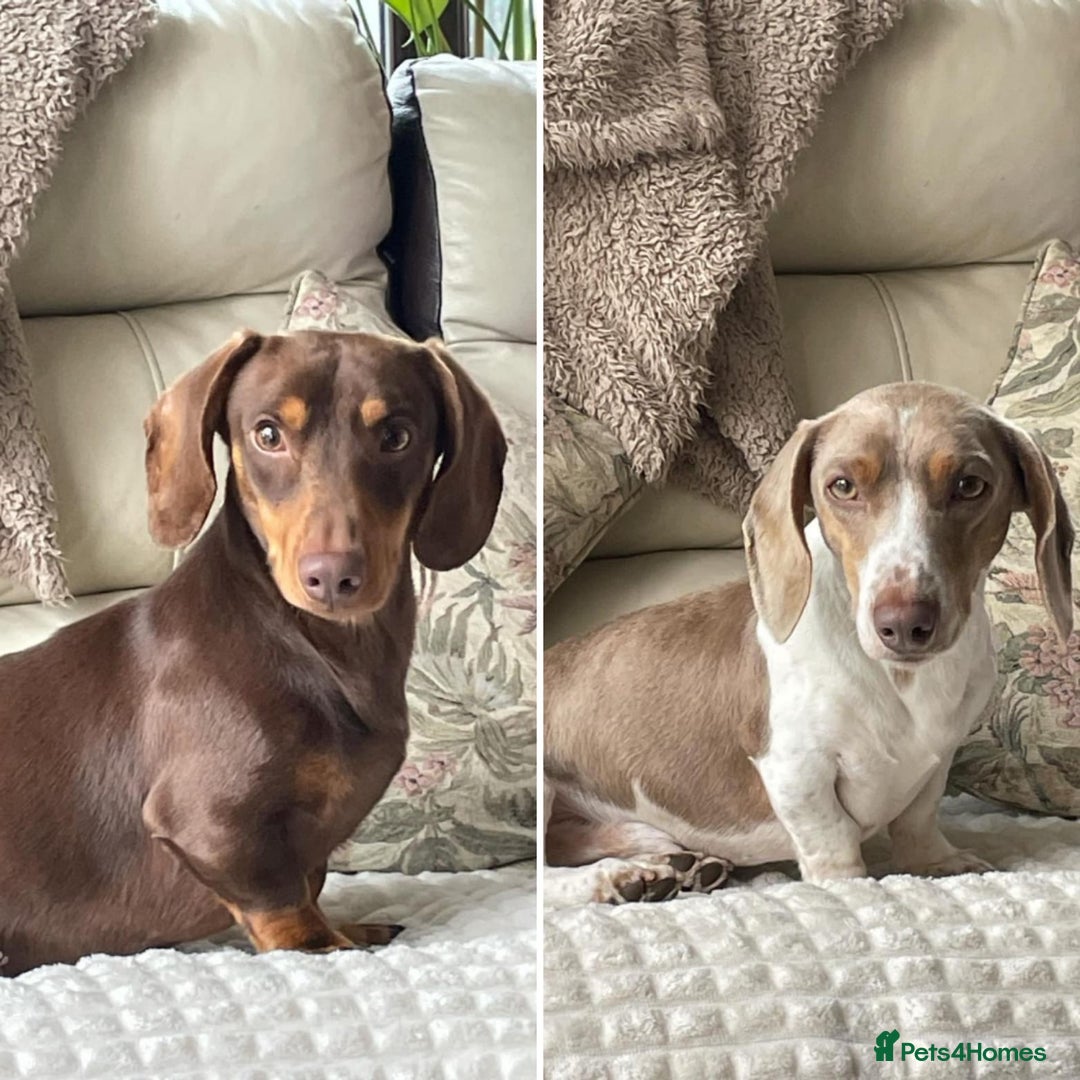 Dachshund dogs for stud: Kc studs available 💥both proven  in Bilston - Image 1
