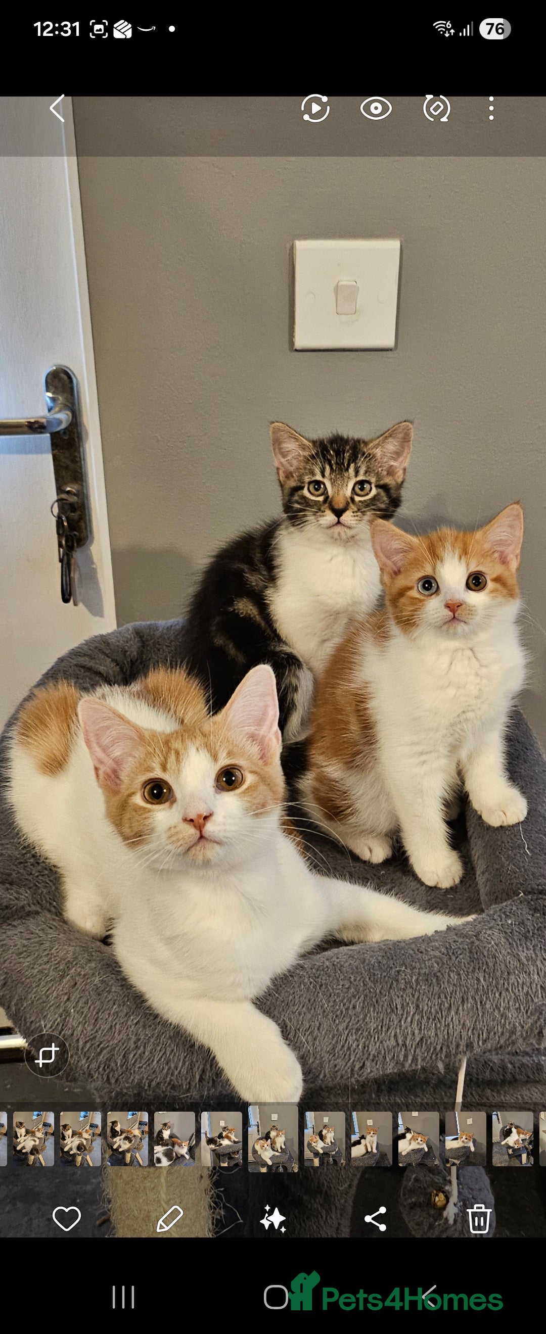 Mixed Breed cats for sale: 4 loving kittens looking forever homes - Advert 5