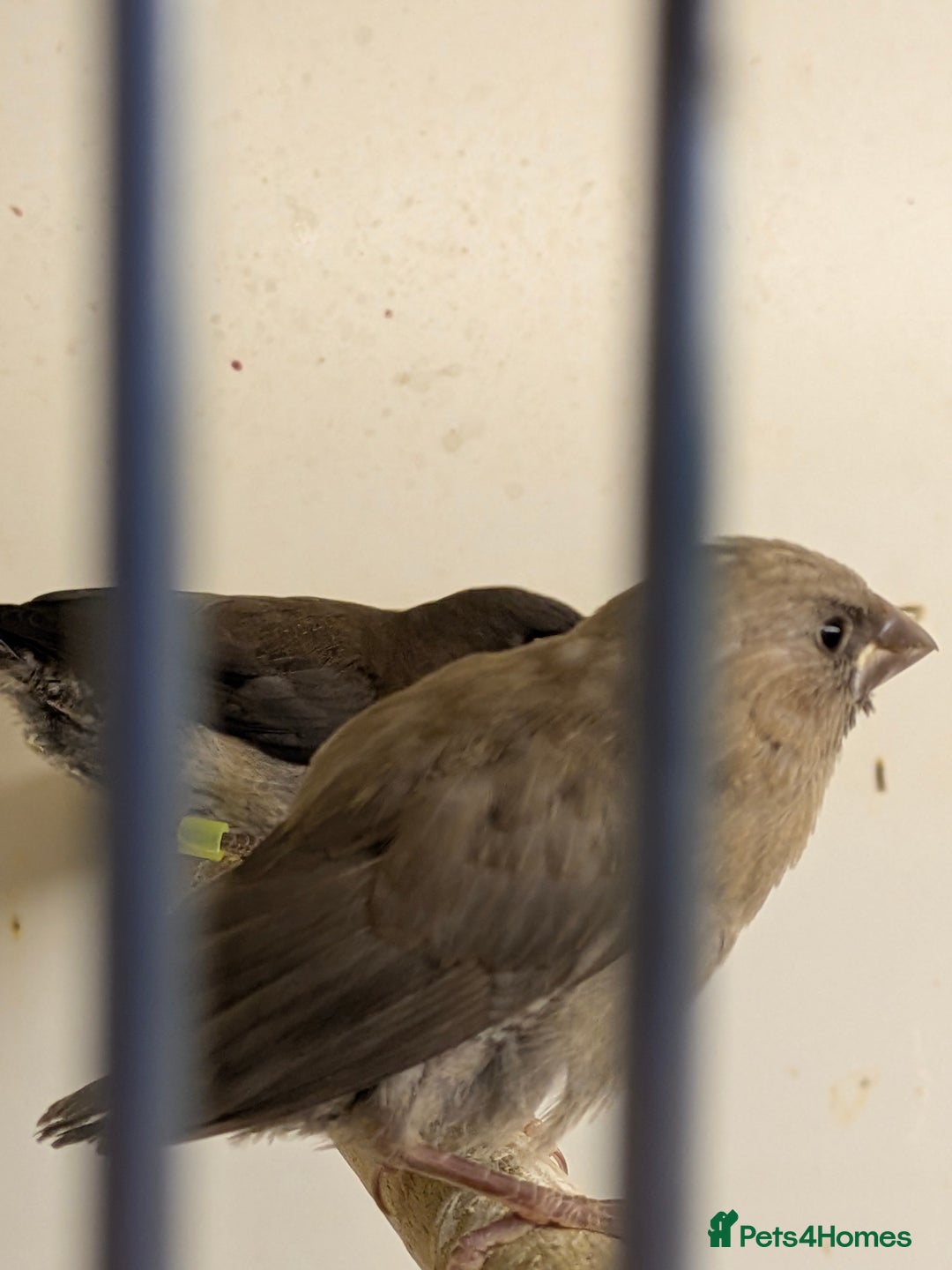 Finches birds for sale: Mixed Society finches - Advert 4