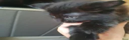 Mixed Breed cats for sale: Two gorgeous 9-week-old half-Ragdoll boys - Advert 3