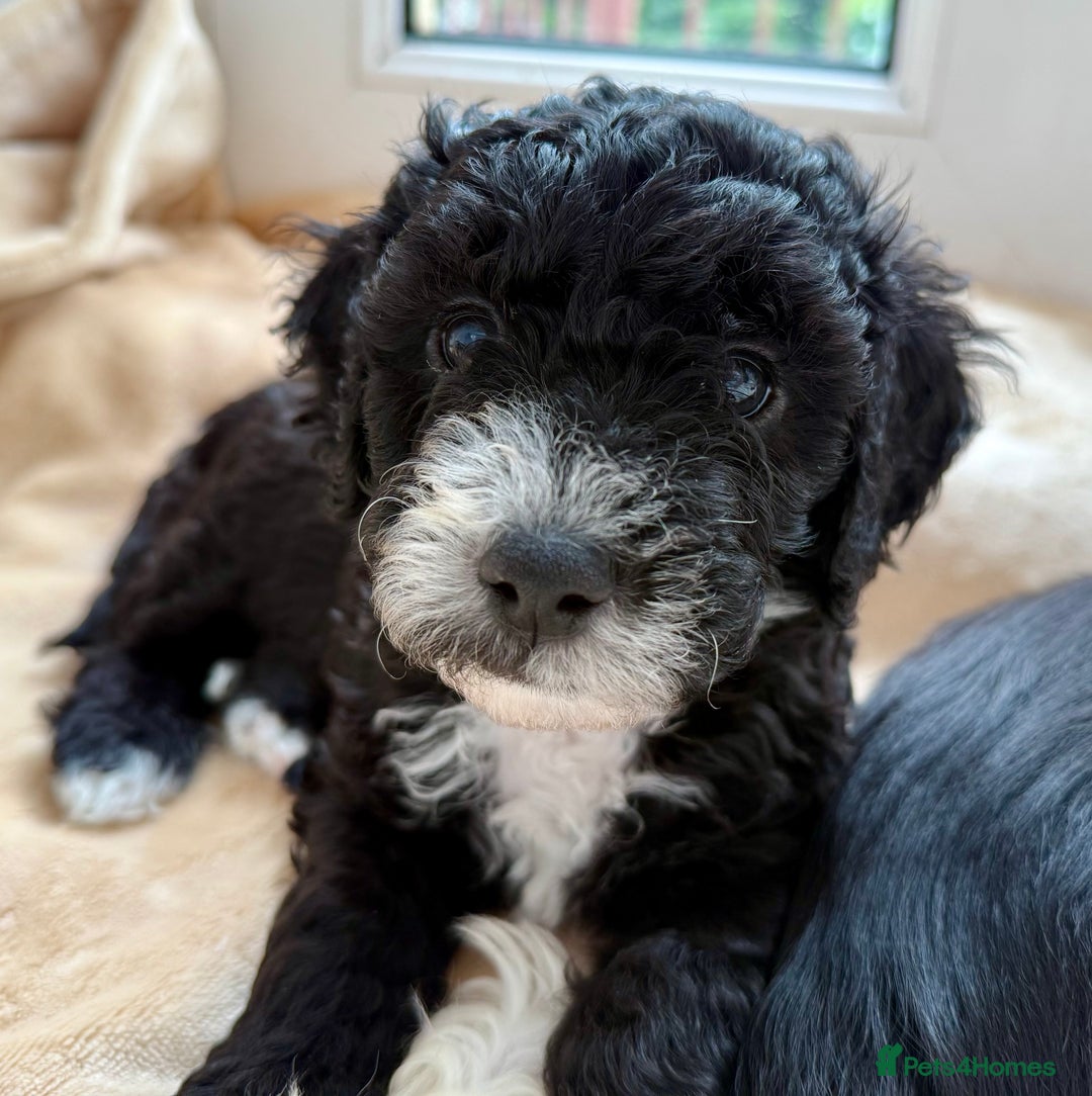 Cockapoo dogs for sale: 🐾 Gorgeous F2 Cockapoo Puppies 🐾 - Image 18