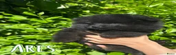 Pomeranian dogs for stud: Black Pomeranian stud dog in Hayes - Advert 6