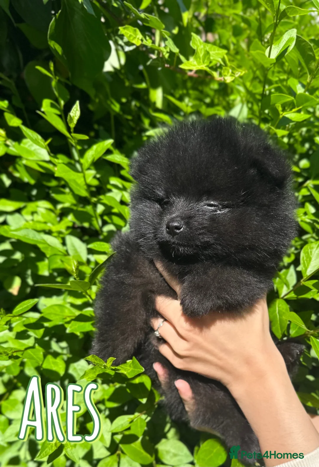 Pomeranian dogs for stud: Black Pomeranian stud dog in Hayes - Advert 6