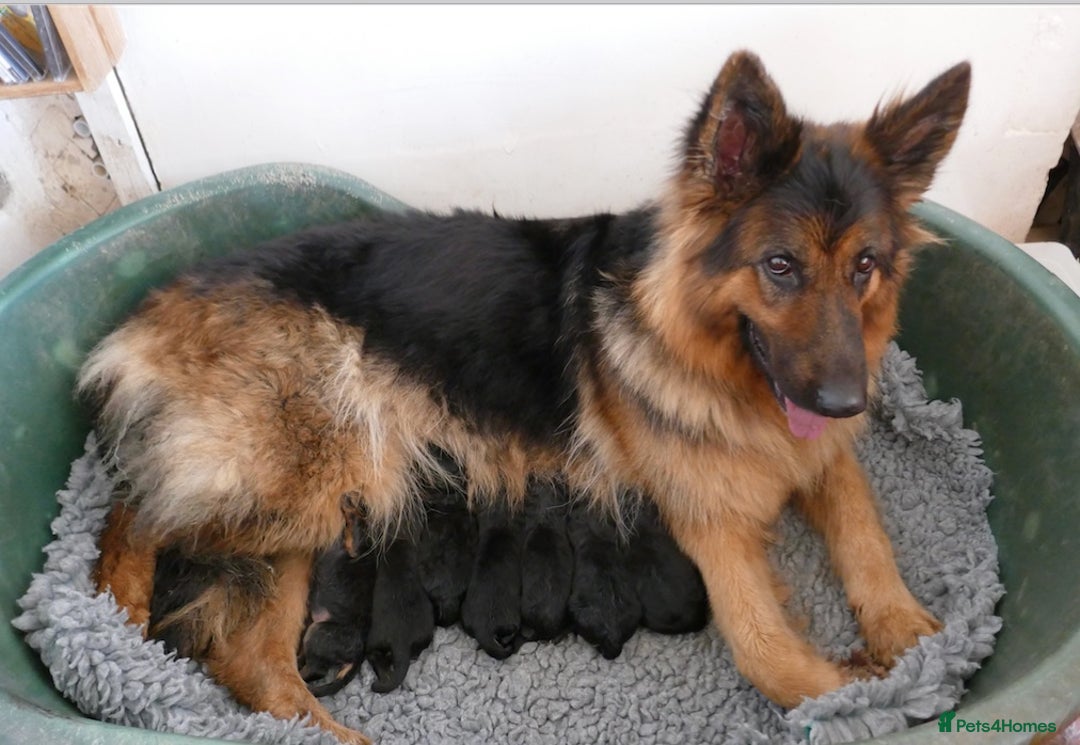German Shepherd dogs for sale: OLD FASHION GSD PUPPIES DUE 8TH OCTOBER  - Image 2