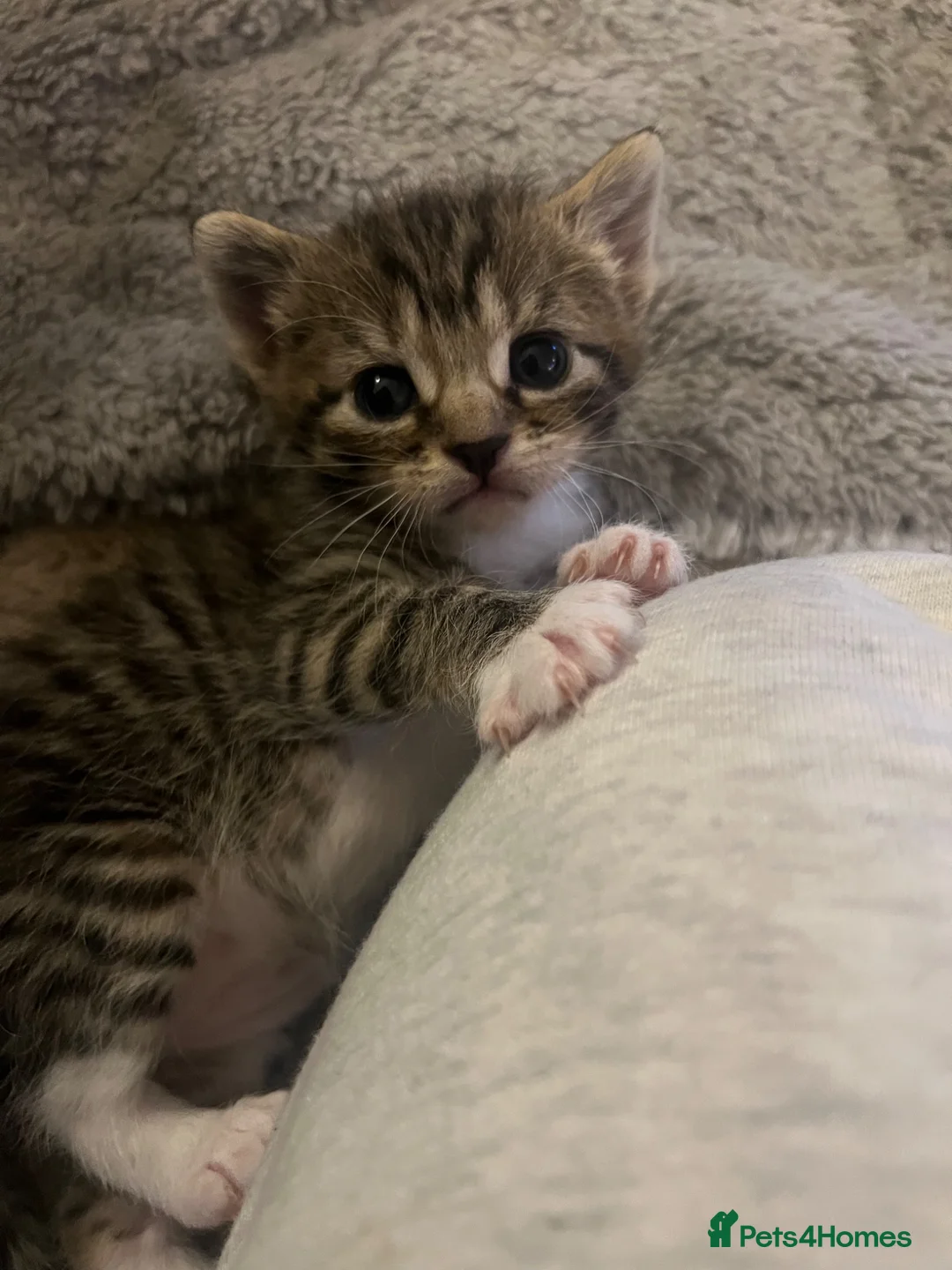 Mixed Breed cats for sale: Kittens  - Advert 14
