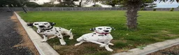 Dalmatian dogs for sale: 🏆🐾waiting list Kc litter DUE END SEP 🐾🏆 - Advert 3
