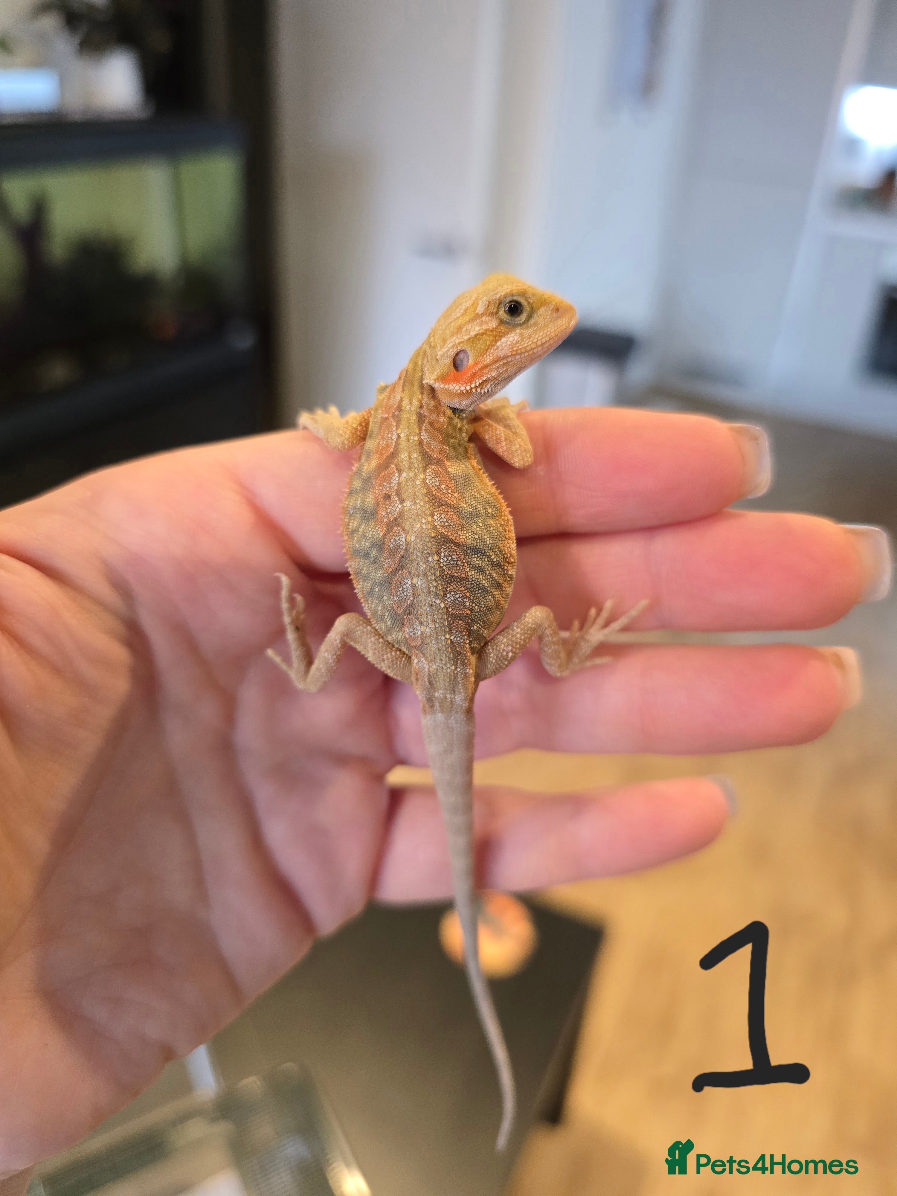 Bearded Dragon reptiles Baby bearded dragons  - Advert 2