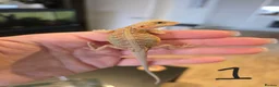 Bearded Dragon reptiles for sale: Baby bearded dragons  - Advert 1