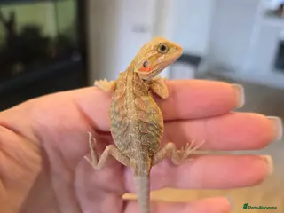 Bearded Dragon reptiles Baby bearded dragons - Advert 2