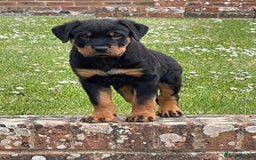 Rottweiler dogs for stud: Cruz available for Stud - Image 2