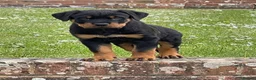Rottweiler dogs for stud: Cruz available for Stud - Advert 2