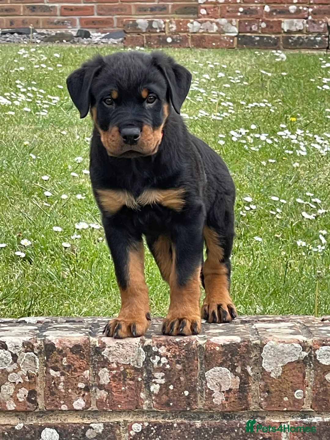 Rottweiler dogs for stud: Cruz available for Stud - Advert 2