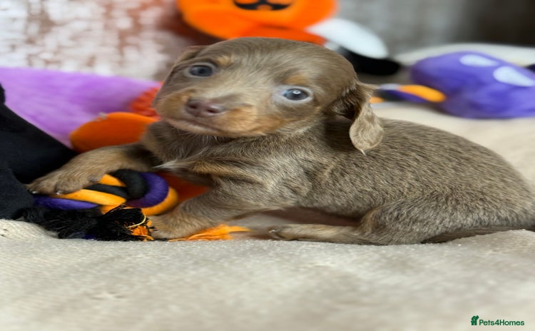 Miniature Dachshund dogs - Advert 2