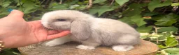 Mini Lop rabbits for sale: Amazing mini lop babies  - Advert 10