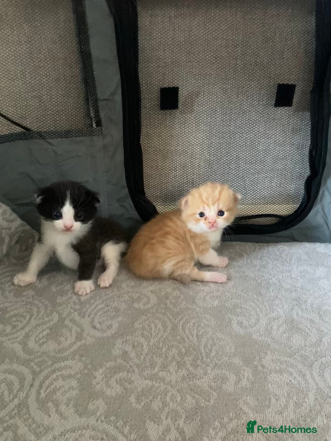 Mixed Breed cats for sale: Ginger Kitten ready to leave 24th Dec - Advert 7