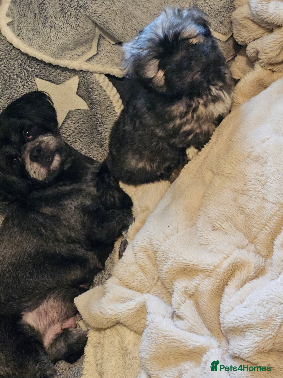 Lhasa Apso dogs for sale: Gorgeous 1 boy left - Advert 7