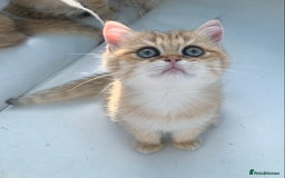 British Shorthair cats for sale:  **   ** : BSH Golden champion lines - Advert 27