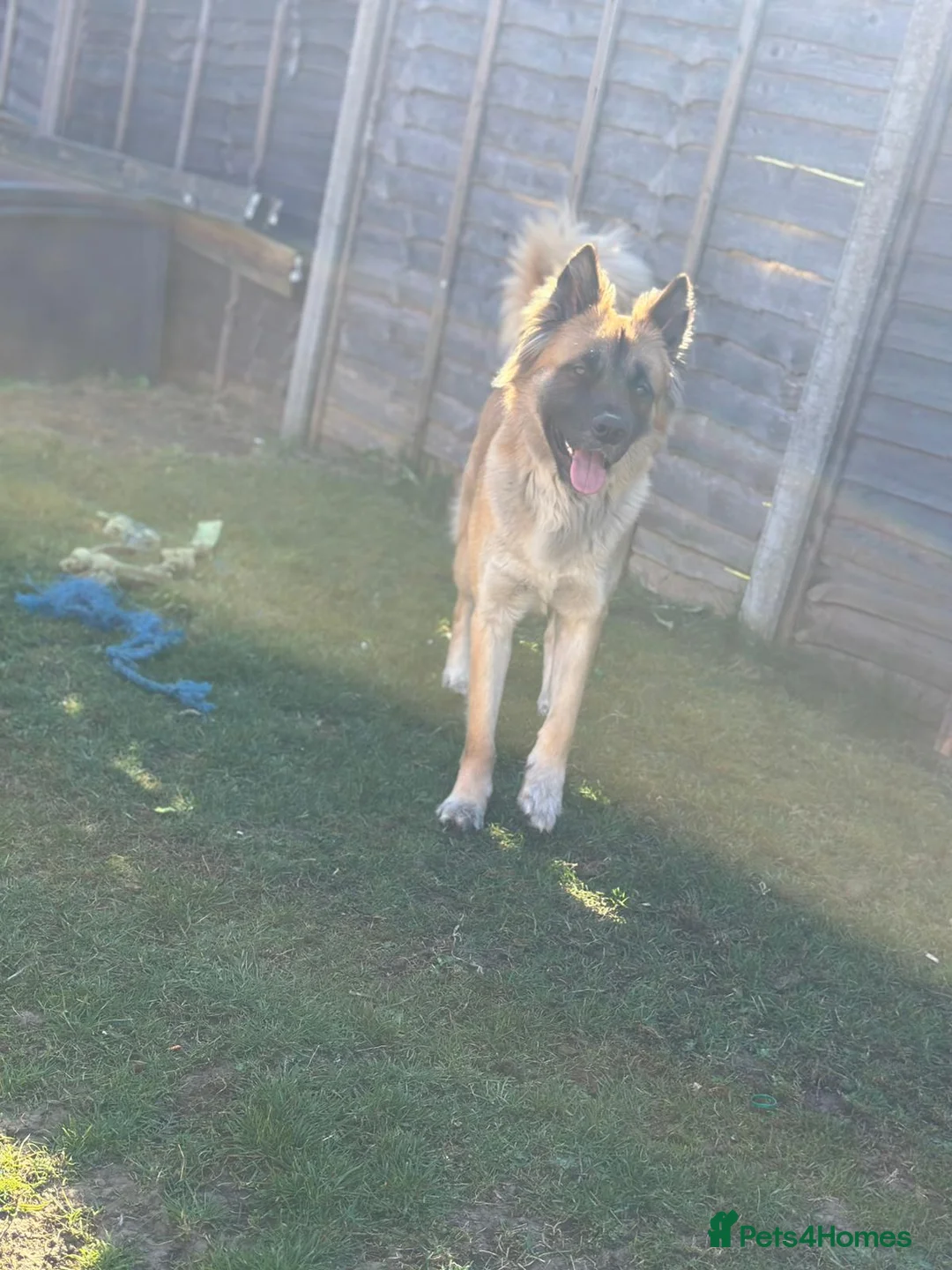 Mixed Breed dogs for sale: German Shepherd cross Akita  - Advert 3