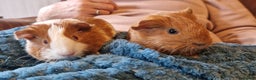 Guinea Pig rodents for sale: Two bond brothers ready on 11th feb 26 - Advert 6