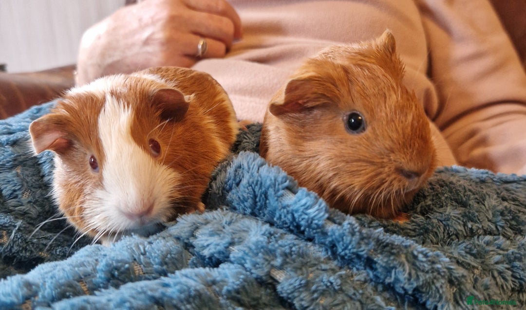 Guinea Pig rodents for sale: Two bond brothers ready on 11th feb 26 - Advert 6