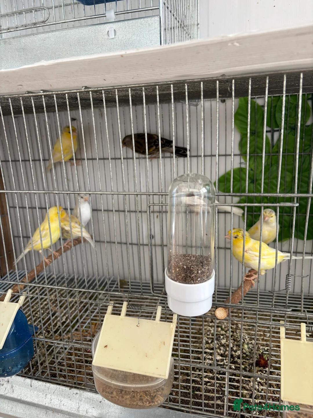 Canaries birds for sale: Canary - Advert 5