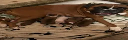 Boxer dogs for sale: Beautiful Boxer Puppies - long tailed boys/girls - Advert 9